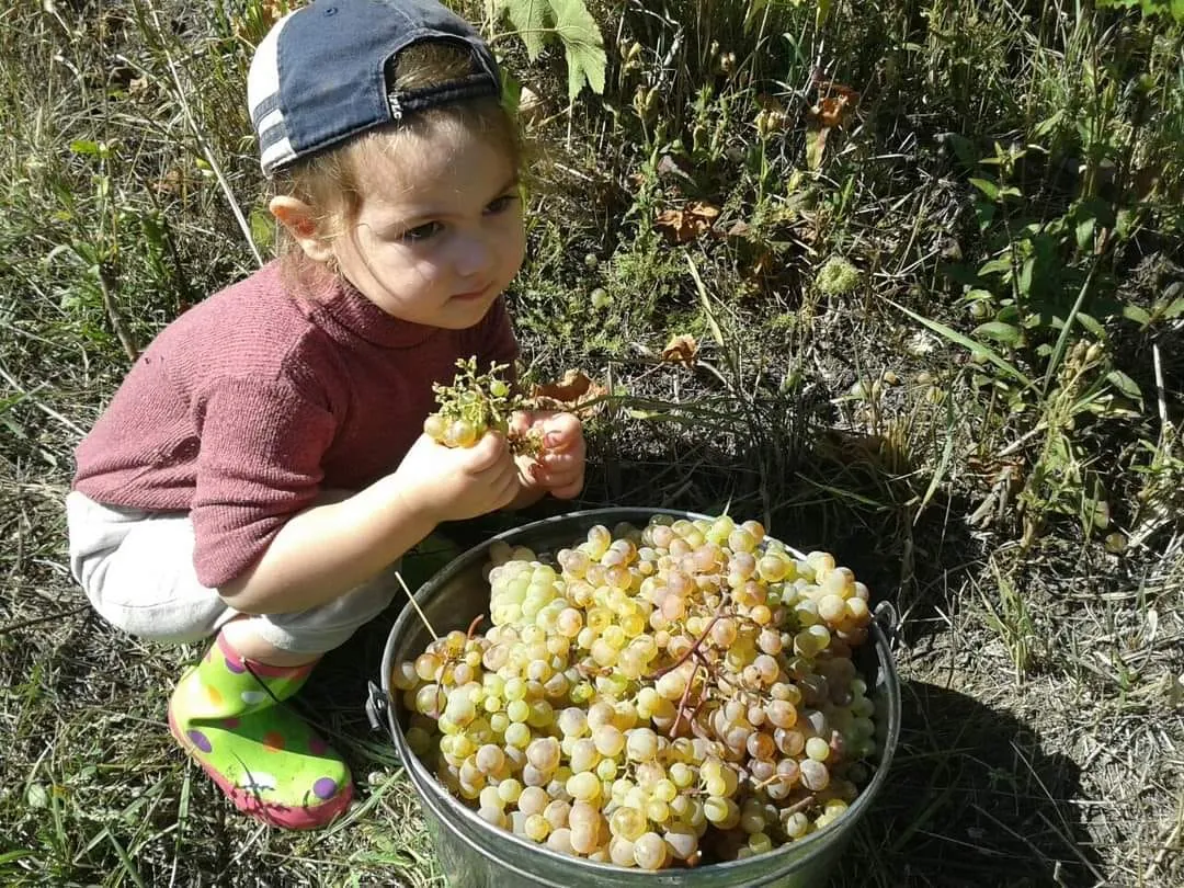 Harvest with the family