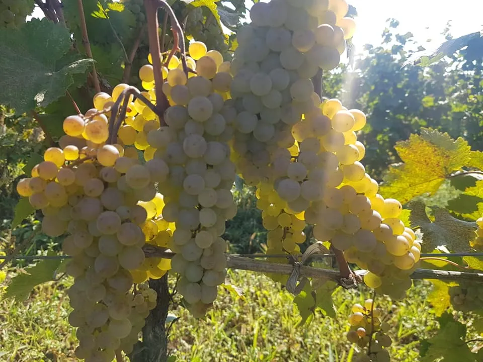 Rkatsiteli grapes